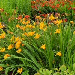 Crocosmia Walberton Yellow