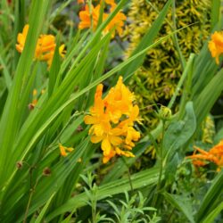 Crocosmia Walberton Yellow