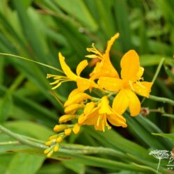 Crocosmia Walberton Yellow