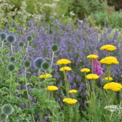 Echinops bannaticus Blue Glow