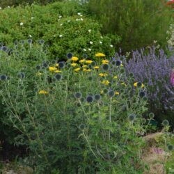 Echinops bannaticus Blue Glow