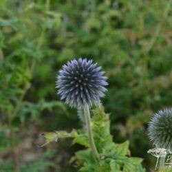 Echinops bannaticus Blue Glow