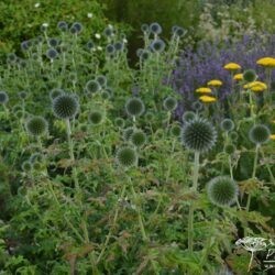 Echinops bannaticus Blue Glow