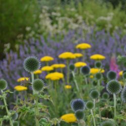 Echinops bannaticus Blue Glow