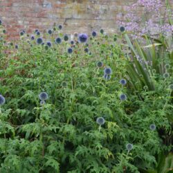 Echinops bannaticus Taplow Blue