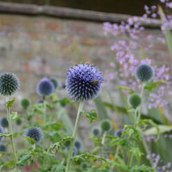 Echinops bannaticus Taplow Blue