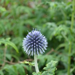 Echinops bannaticus Taplow Blue