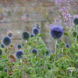 Echinops bannaticus Taplow Blue