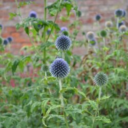 Echinops bannaticus Taplow Blue