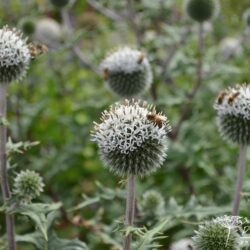 Echinops sphaerocephalus Arctic Glow