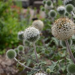 Echinops sphaerocephalus Arctic Glow