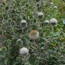 Echinops sphaerocephalus Arctic GlowEchinops sphaerocephalus Arctic Glow