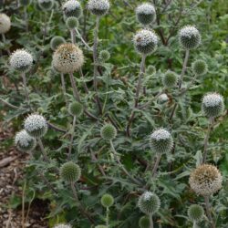 Echinops sphaerocephalus Arctic Glow