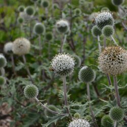 Echinops sphaerocephalus Arctic Glow