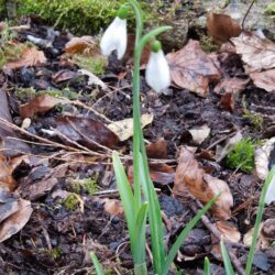 Galanthus Atkinsii