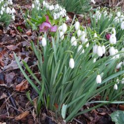 Galanthus Atkinsii