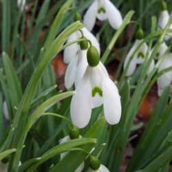 Galanthus Atkinsii