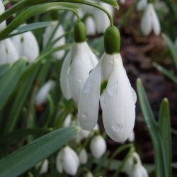 Galanthus Atkinsii