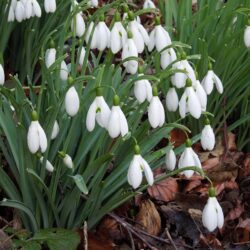 Galanthus Atkinsii