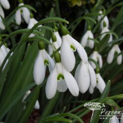 Galanthus Atkinsii