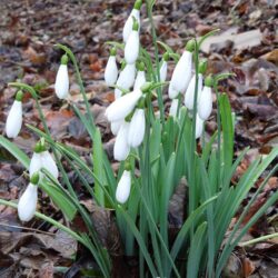 Galanthus Atkinsii