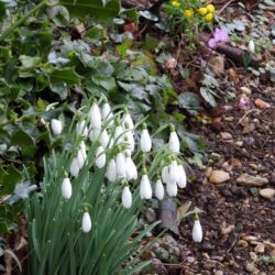 Galanthus Atkinsii