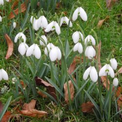 Galanthus S Arnott