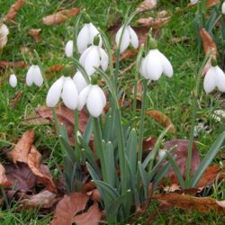 Galanthus S Arnott