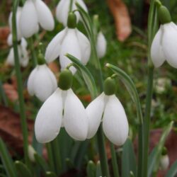 Galanthus S Arnott