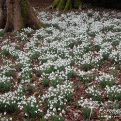 Galanthus S Arnott