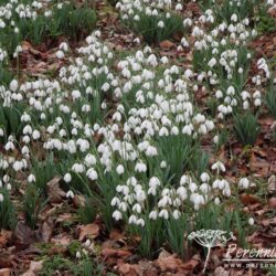 Galanthus S Arnott