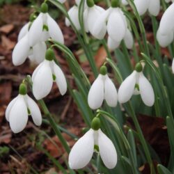 Galanthus S Arnott