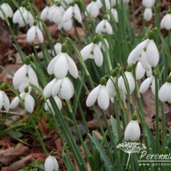 Galanthus S Arnott