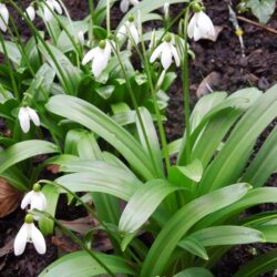 Galanthus woronowii