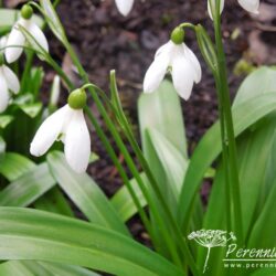 Galanthus woronowii