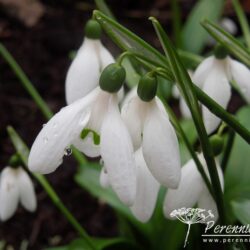 Galanthus woronowii