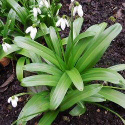 Galanthus woronowii