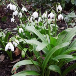 Galanthus woronowii