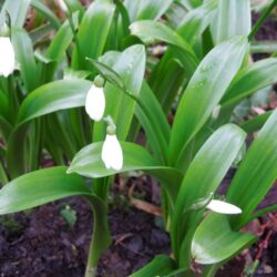 Galanthus woronowii