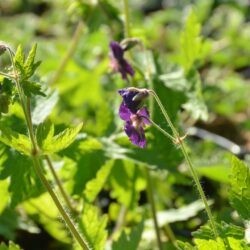 Geranium phaeum Raven