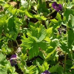 Geranium phaeum Raven