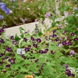 Geranium phaeum Raven