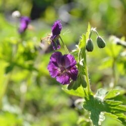 Geranium phaeum Raven