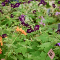 Geranium phaeum Raven