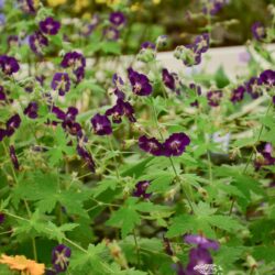 Geranium phaeum Raven