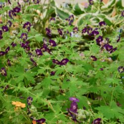 Geranium phaeum Raven