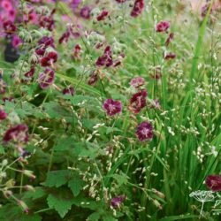 Geranium phaeum Samobor