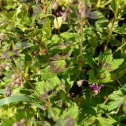 Geranium phaeum Samobor