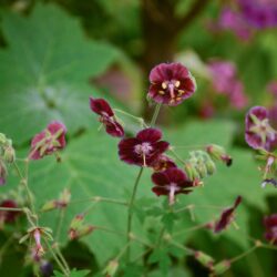 Geranium phaeum Samobor