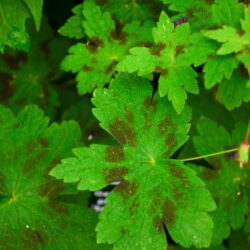 Geranium phaeum Samobor